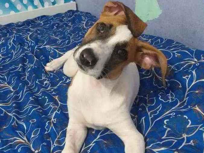 Adoção de Cachorro São Paulo/SP | Lilica | 1 ano | Raça Sem raça definida | tamanho Médio