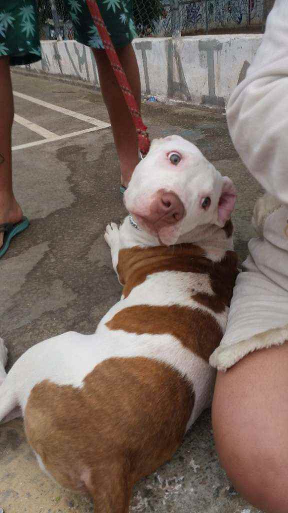 Adoção de Cachorro São Paulo/SP | Thanos  | 2 anos | Raça Ameran bully sterffod | tamanho Grande | foto 2