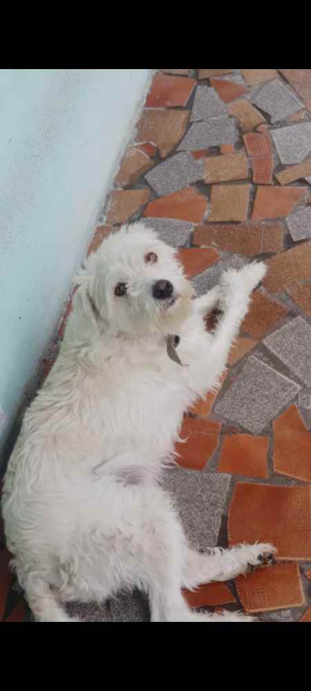Adoção de Cachorro São Paulo/SP | Barney  | 2 anos | Raça Pudou com vira lata  | tamanho Médio | foto 4