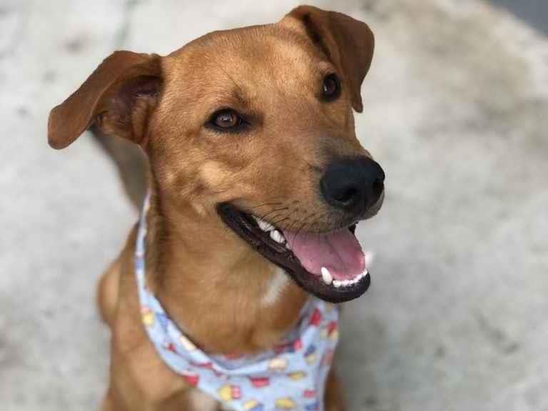Adoção de Cachorro São Paulo/SP | Flocos | 2 anos | Raça SRD  | tamanho Médio