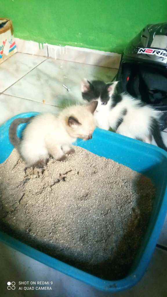 Adoção de Gato Campo Grande/MS | Filhotes | 2 a 6 meses | Raça  | tamanho Médio | foto 9