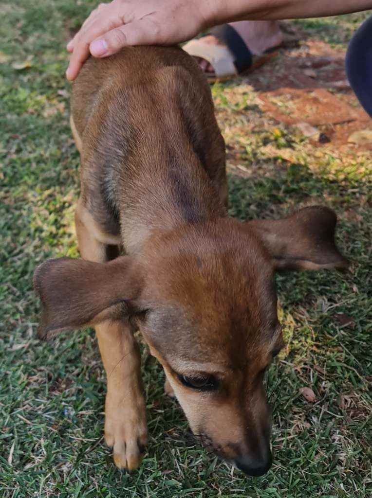 Adoção de Cachorro Campo Grande/MS | Novinha | 2 a 6 meses | Raça SRD | tamanho Médio | foto 4