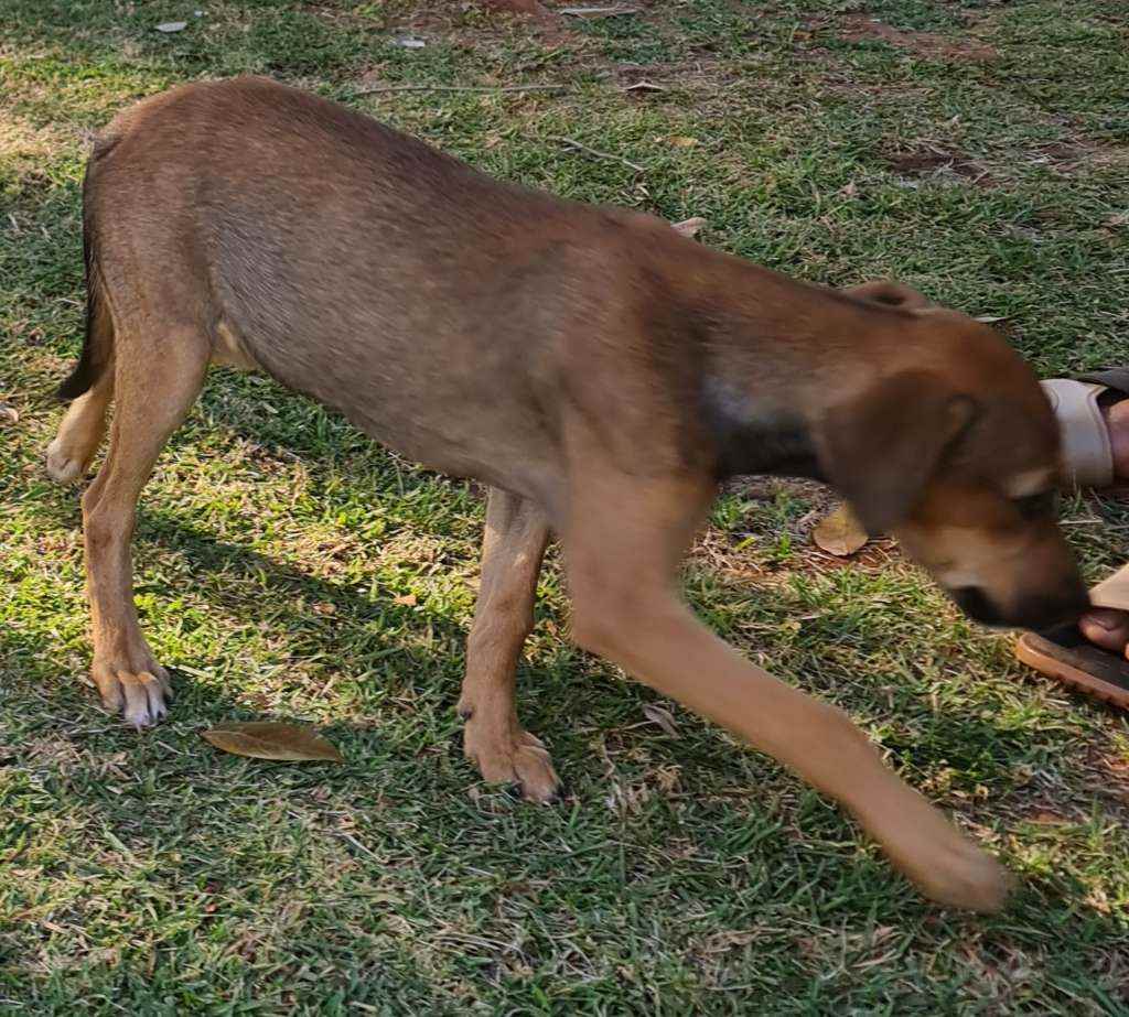 Adoção de Cachorro Campo Grande/MS | Novinha | 2 a 6 meses | Raça SRD | tamanho Médio | foto 5
