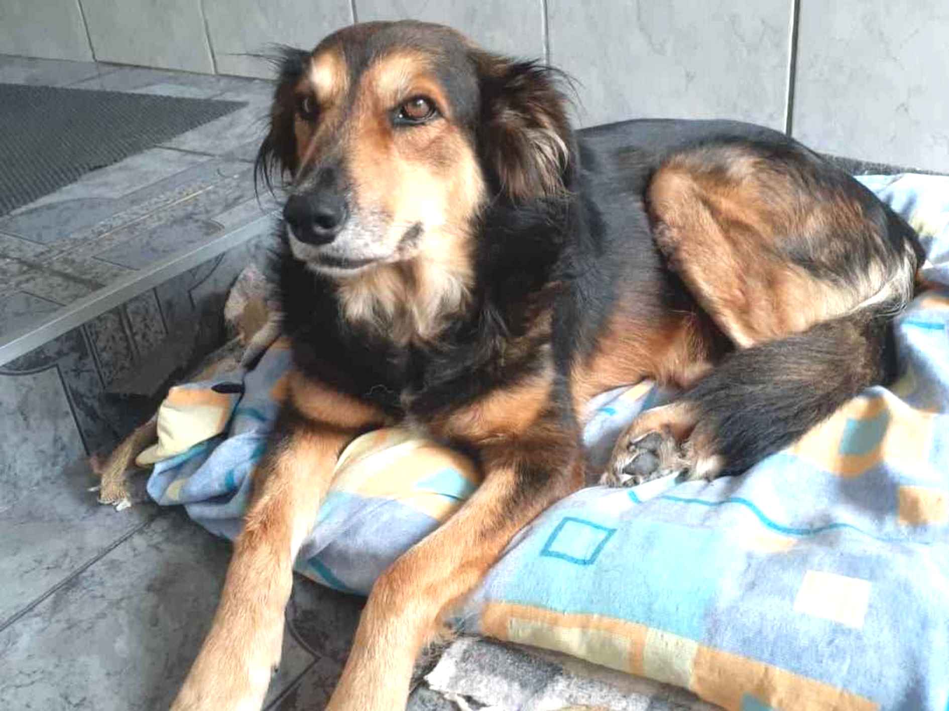 Adoção de Cachorro São Paulo/SP | Manu | 5 anos | Raça SRD | tamanho Médio