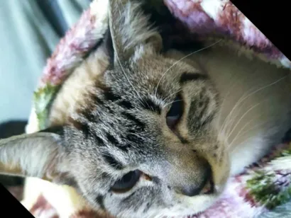 Gato Indefenida Pequeno 2-anos