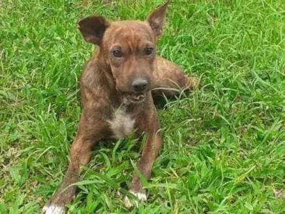 Cao Sem Raça Definida Medio 3-anos