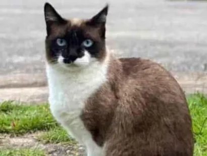 Gato Sem raça definida  Medio 4-anos