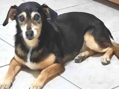 Cao SRD Pequeno 6-anos-Acima