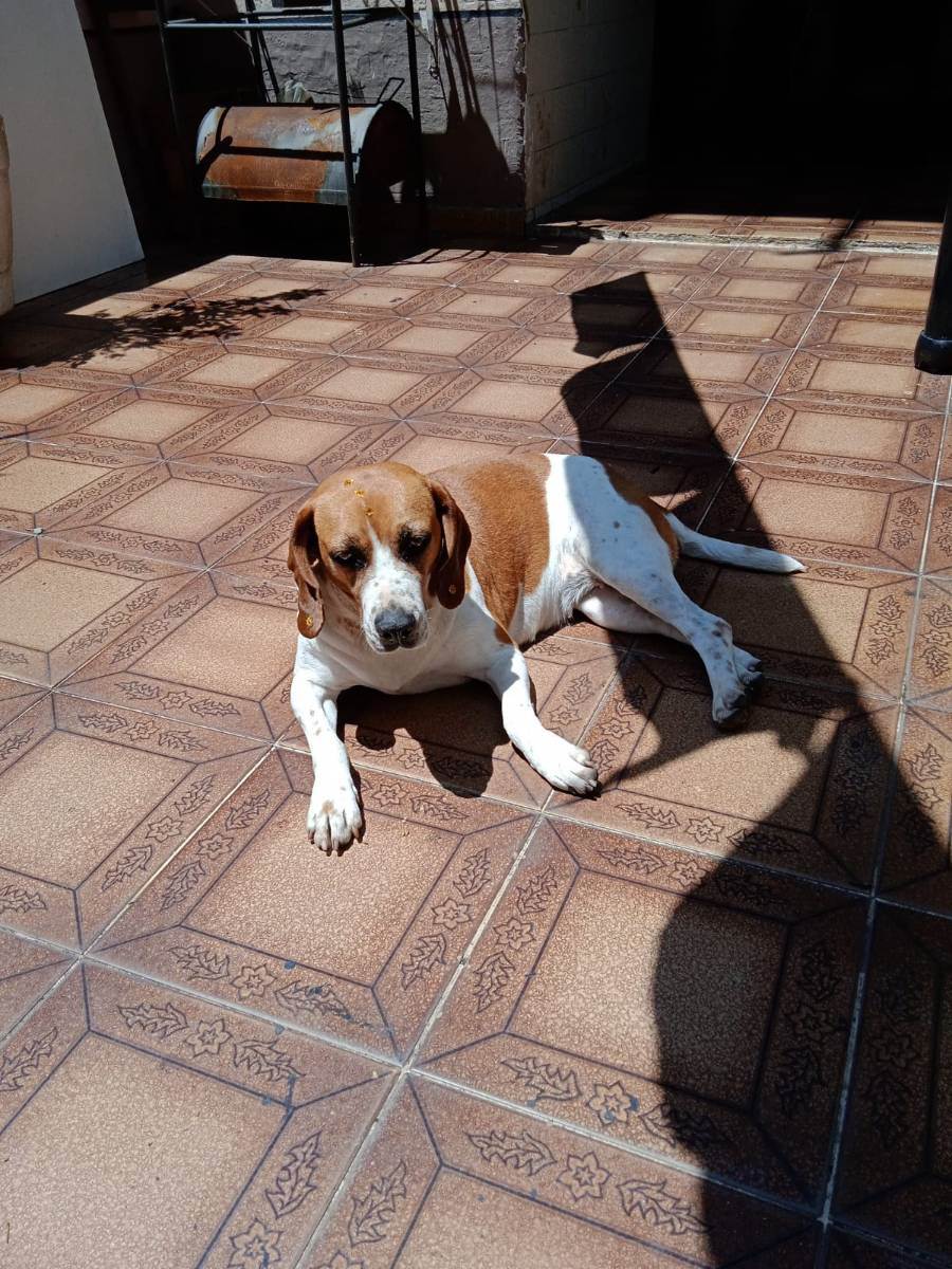 Cachorro Encontrado São Paulo/SP | Marcelina | 3 anos | Raça Beagle | tamanho Médio | foto 3