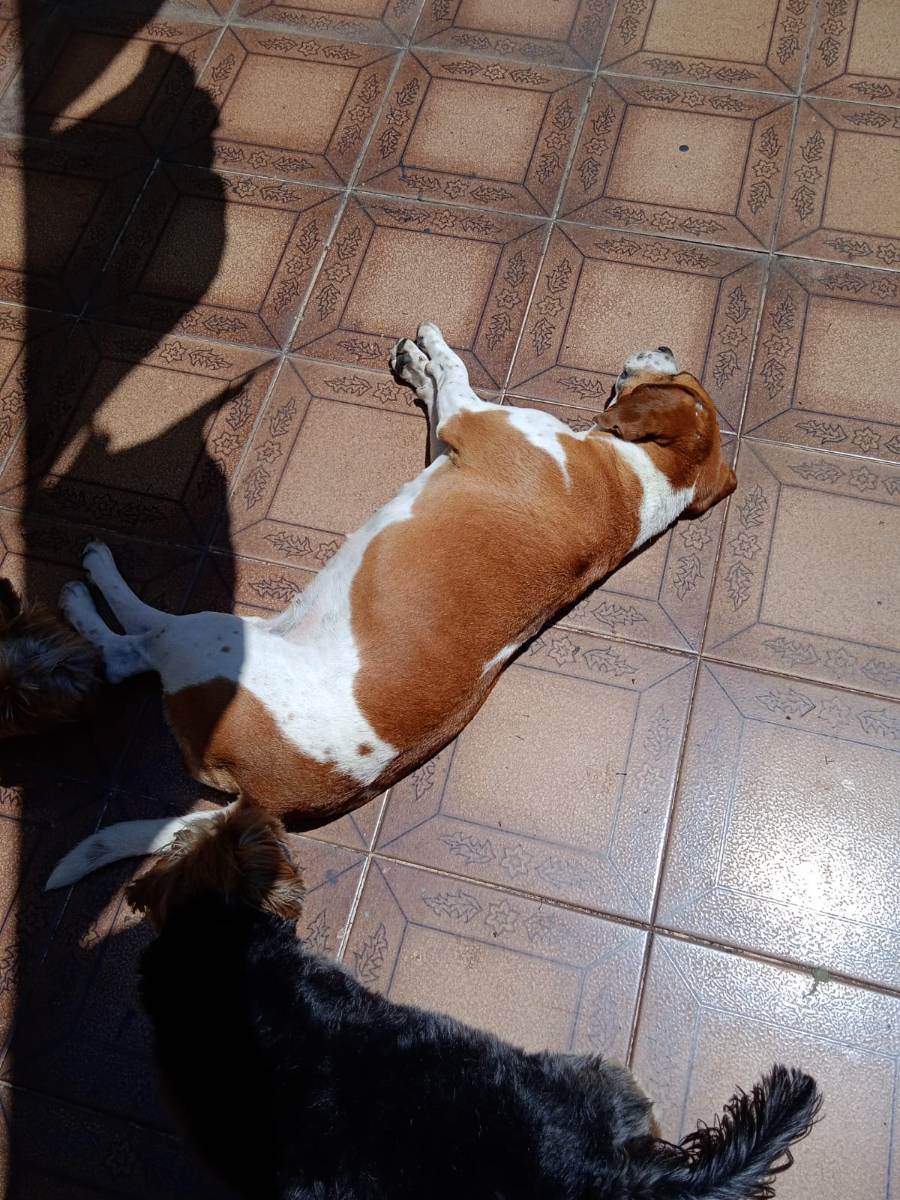 Cachorro Encontrado São Paulo/SP | Marcelina | 3 anos | Raça Beagle | tamanho Médio | foto 4