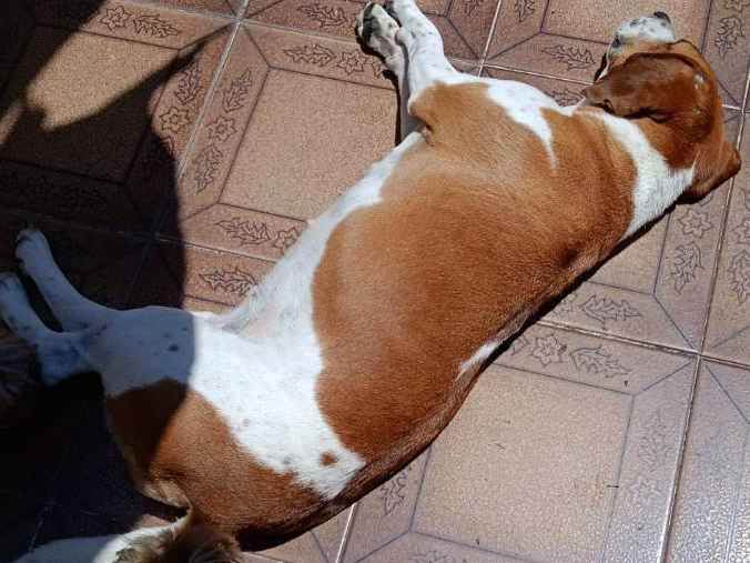 Cachorro Encontrado São Paulo/SP | Marcelina | 3 anos | Raça Beagle | tamanho Médio | foto 5