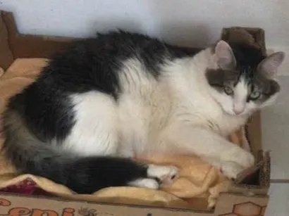 Gato brasileira Pequeno 4-anos