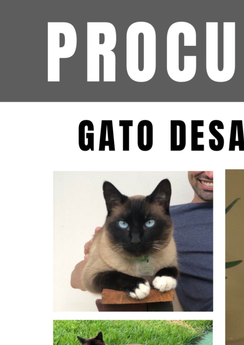 Procura-se esse Gato São Paulo/SP | Toddy | 5 anos | Raça Siamês  | tamanho Médio | foto 2
