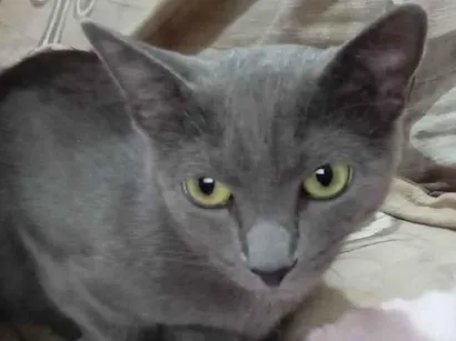Gato Sem raça Pequeno 4-anos