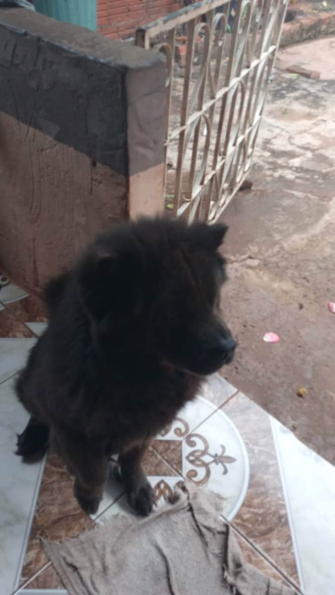 Adoção de Cachorro Campo Grande/MS | Jade | 3 anos | Raça Chow chow | tamanho Médio | foto 6
