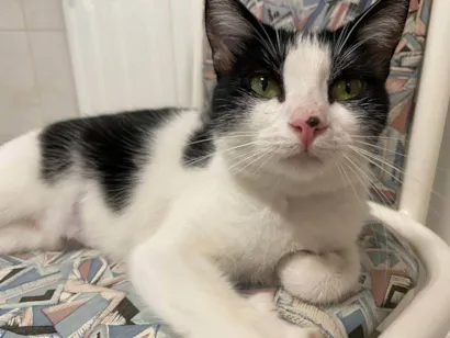 Gato Srd Pequeno 2-anos