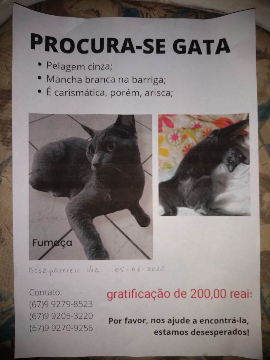Procura-se esse Gato Campo Grande/MS | Fumaça  | 1 ano | Raça Sem raça definida | tamanho Médio | foto 2