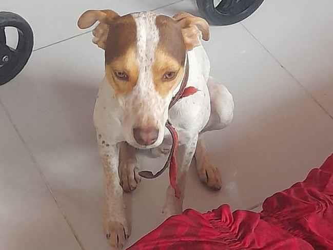 Procura-se esse Cachorro Taboão da Serra/SP | Dog | 2 anos | Raça Vira lata | tamanho Médio