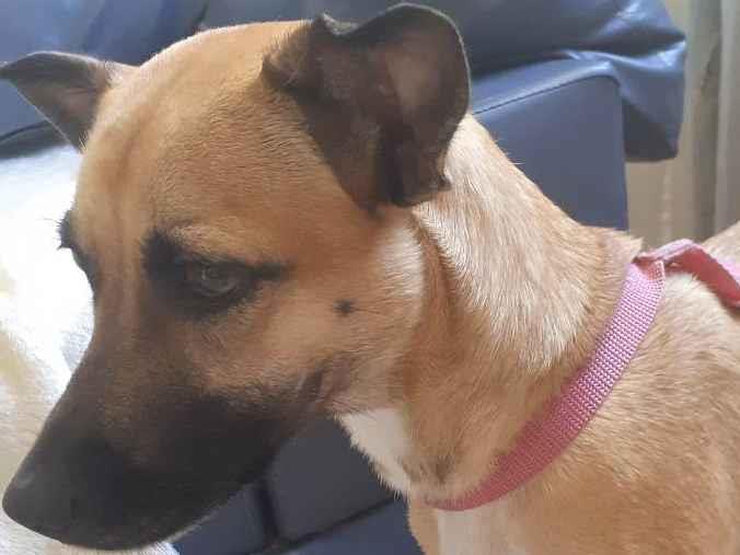 Cachorro para doação e gato para doação em Natal/RN Cachorro para doação e gato para doação em Natal/RN