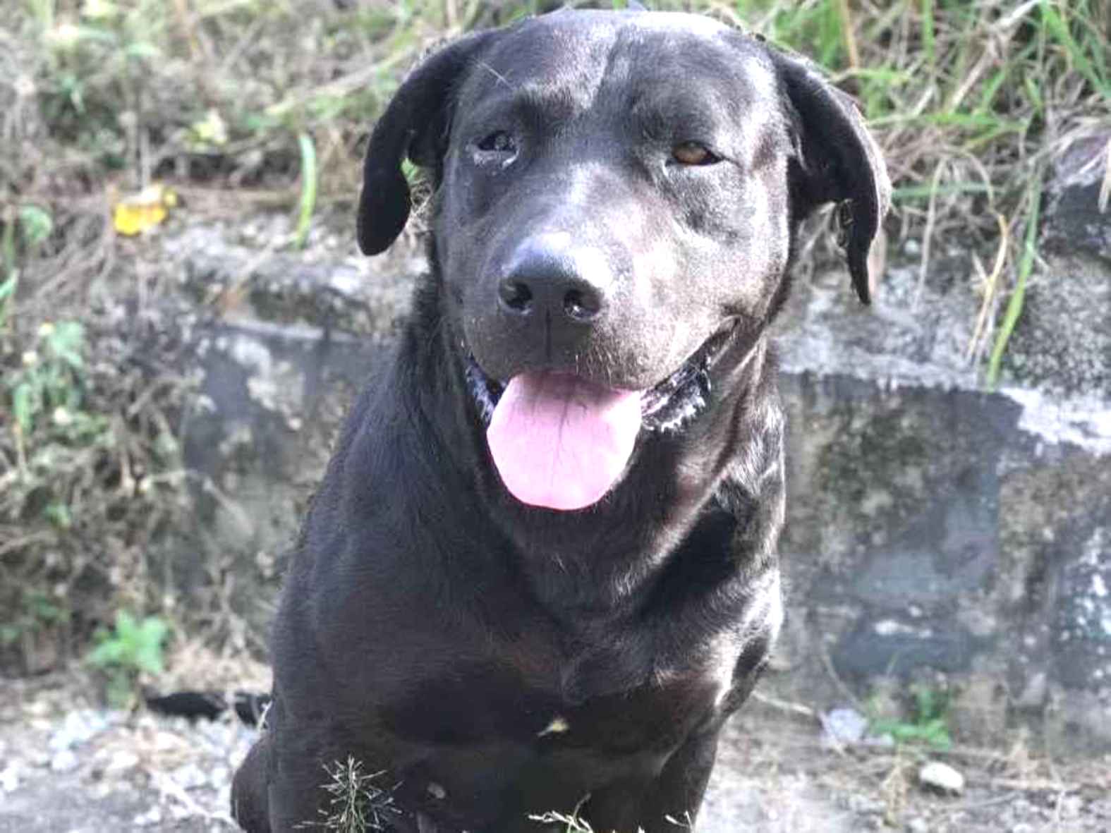 Adoção de Cachorro São Paulo/SP | Bily | 5 anos | Raça sem raça definida | tamanho Pequeno
