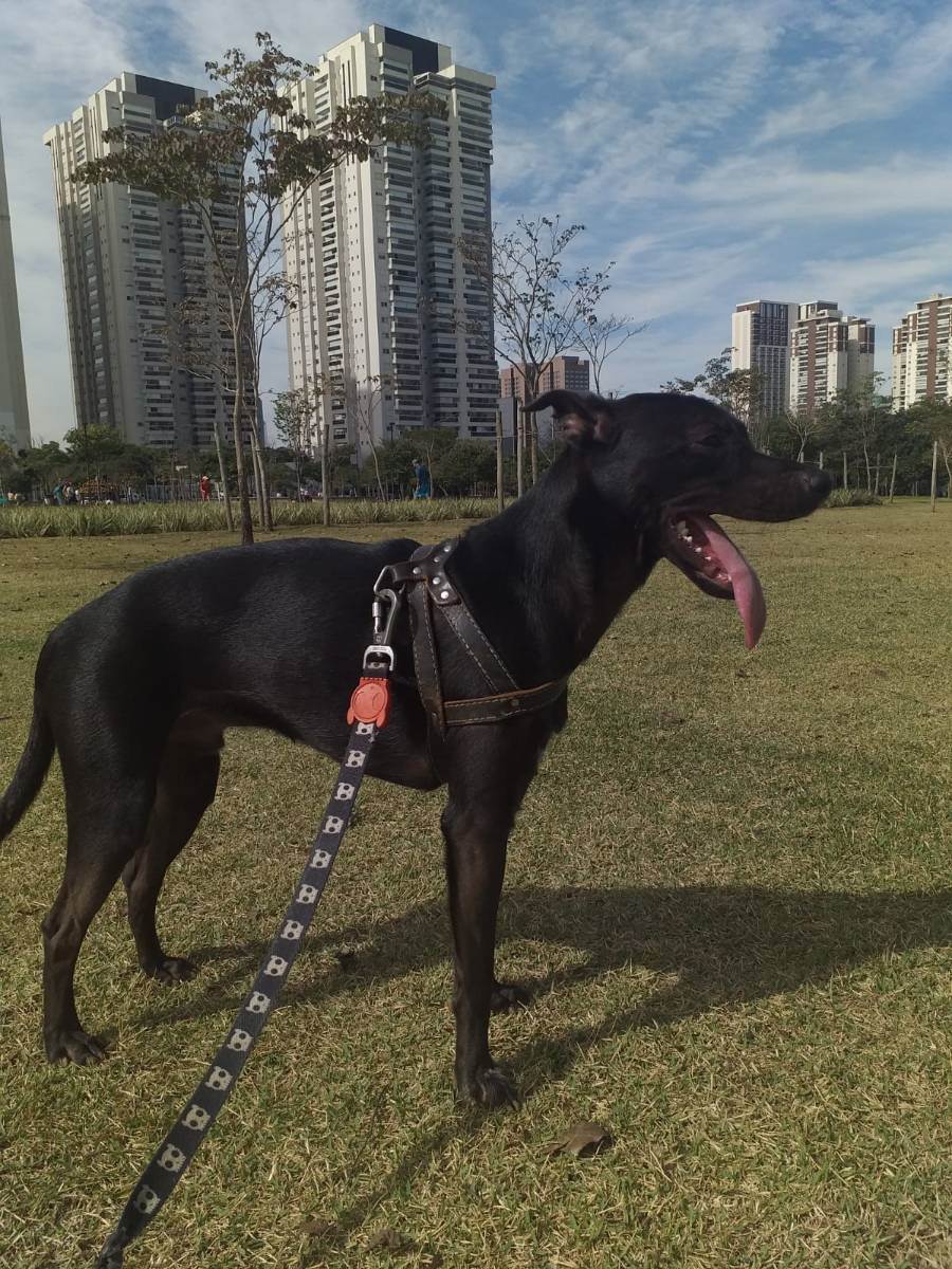 Adoção de Cachorro São Paulo/SP | Salsicha | 1 ano | Raça SRD | tamanho Médio | foto 4