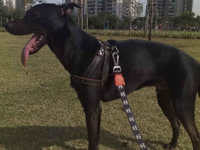 Adoção de Cachorro São Paulo/SP | Salsicha | 1 ano | Raça SRD | tamanho Médio | foto 6