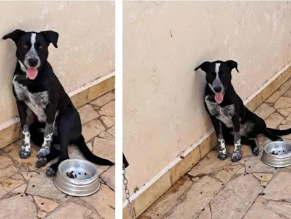 Cao Border Collie com outra raça Medio 2-a-6-meses