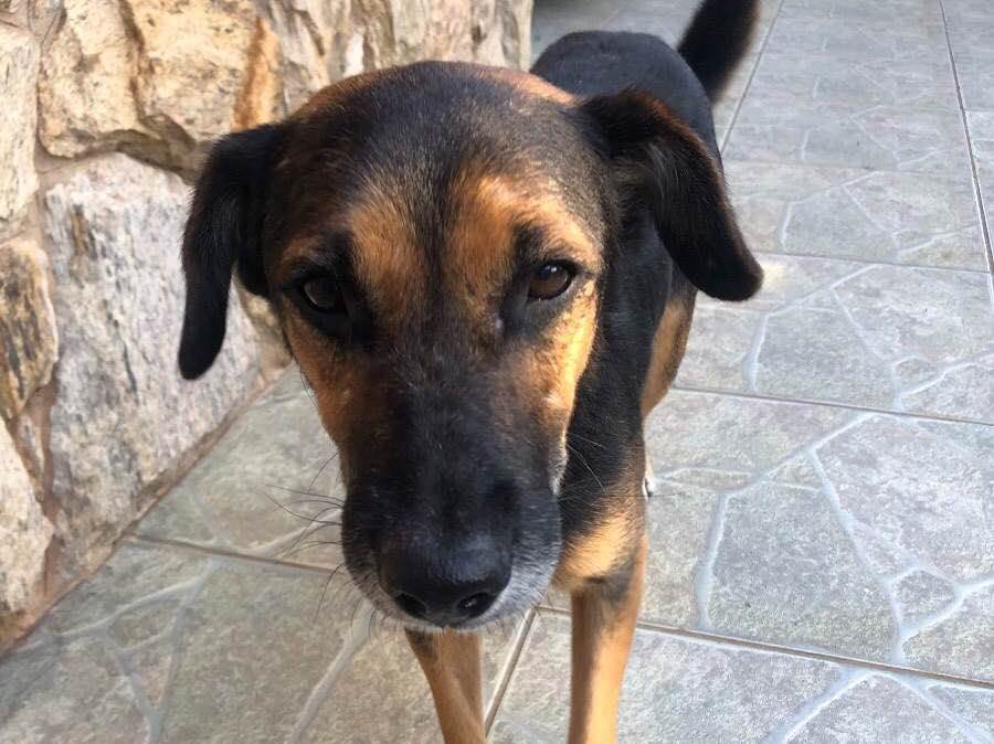 Cachorro Encontrado Campinas/SP | Eddy (temporário) | 3 anos | Raça indefinido | tamanho Médio | foto 1