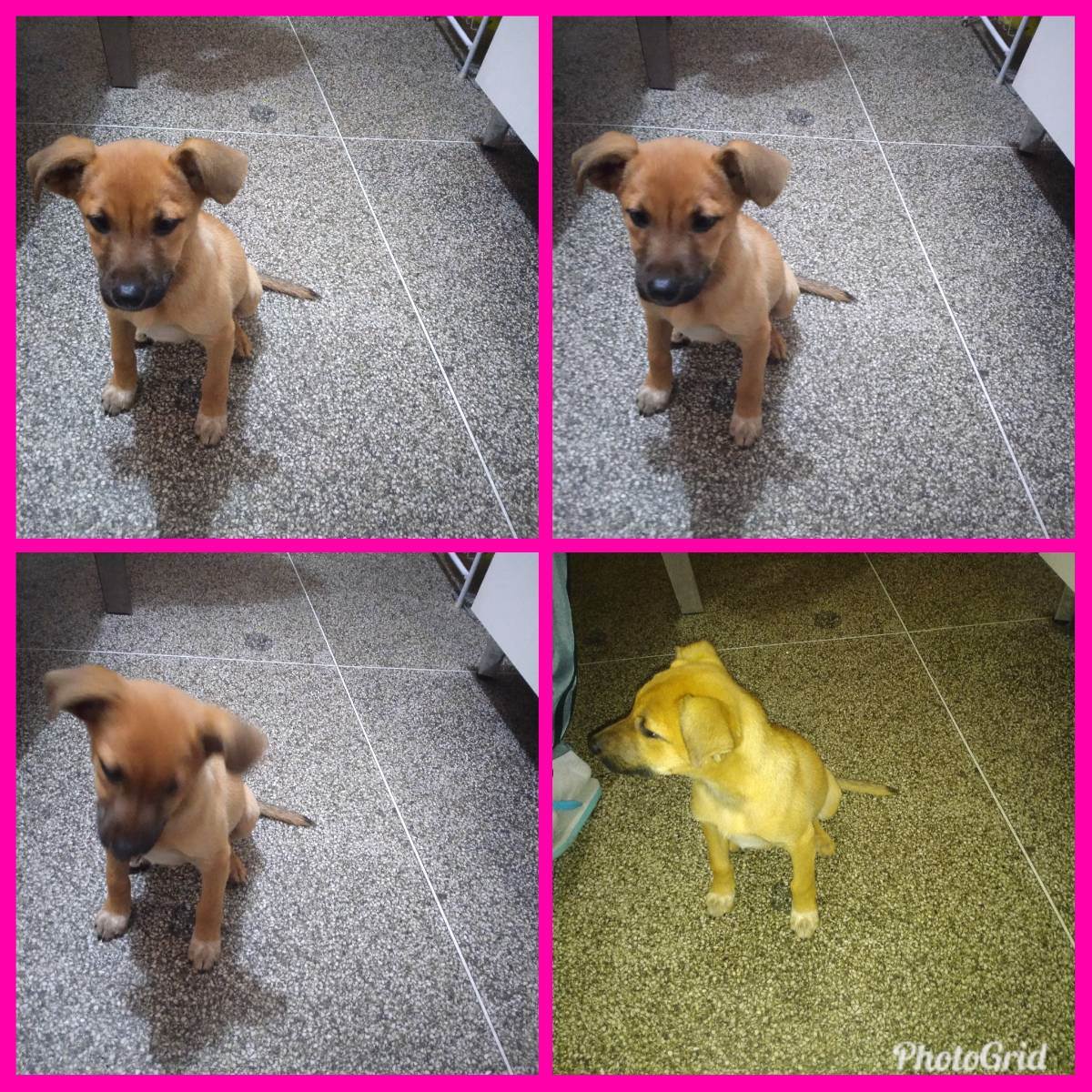 Cachorro Encontrado São Paulo/SP | Não tem nome  | 7 a 11 meses | Raça Vira lata  | tamanho Pequeno | foto 2