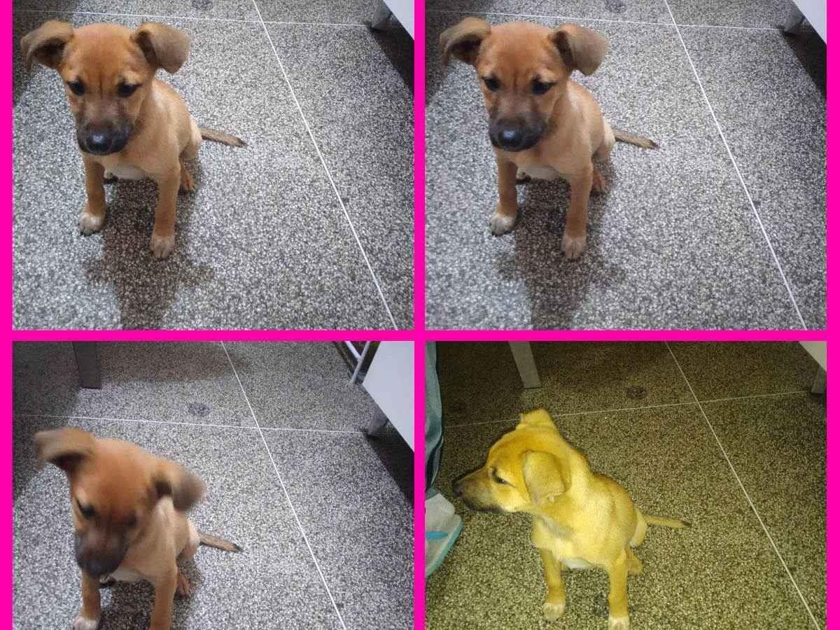 Cachorro Encontrado São Paulo/SP | Não tem nome  | 7 a 11 meses | Raça Vira lata  | tamanho Pequeno | foto 1