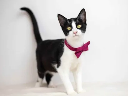 Gato SRD - Frajolinha Pequeno 2-a-6-meses