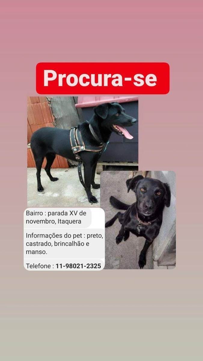 Procura-se esse Cachorro São Paulo/SP | Lupo | 5 anos | Raça SRD | tamanho Médio | foto 2