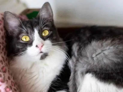 Gato Frajolinha SDR Pequeno 1-ano