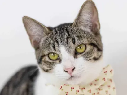 Gato SRD - SEM RAÇA DEFINIDA Pequeno 2-a-6-meses