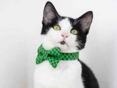 Gato Frajolinha SDR Pequeno 2-a-6-meses