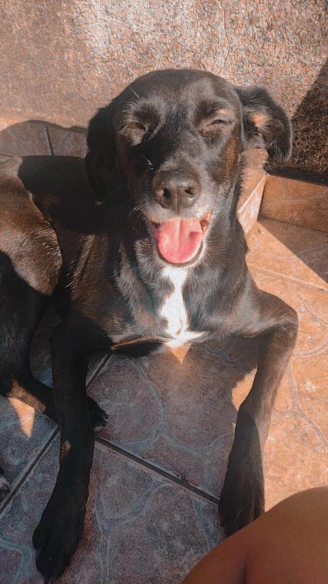 Cachorro Encontrado São Paulo/SP | Neguinha  | 7 a 11 meses | Raça Vira lata | tamanho Médio | foto 7