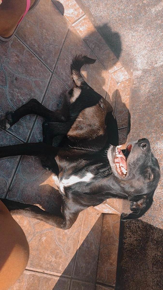 Cachorro Encontrado São Paulo/SP | Neguinha  | 7 a 11 meses | Raça Vira lata | tamanho Médio | foto 8