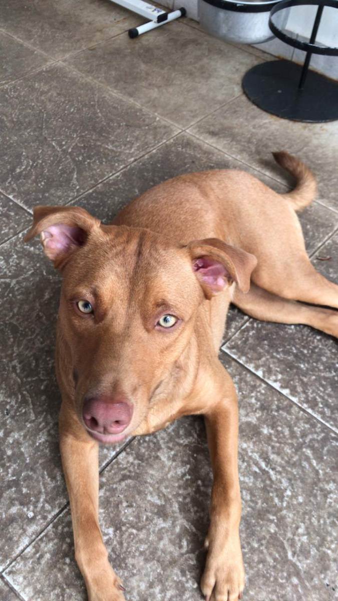 Adoção de Cachorro São Paulo/SP | Eva | 2 anos | Raça SRD | tamanho Pequeno | foto 10
