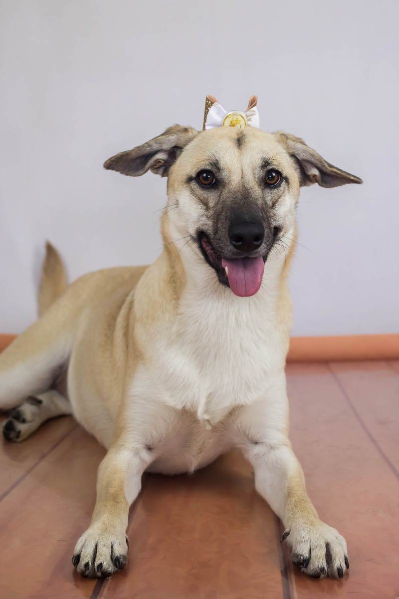 Adoção de Cachorro São Paulo/SP | Lilo | 1 ano | Raça SRD | tamanho Médio | foto 5