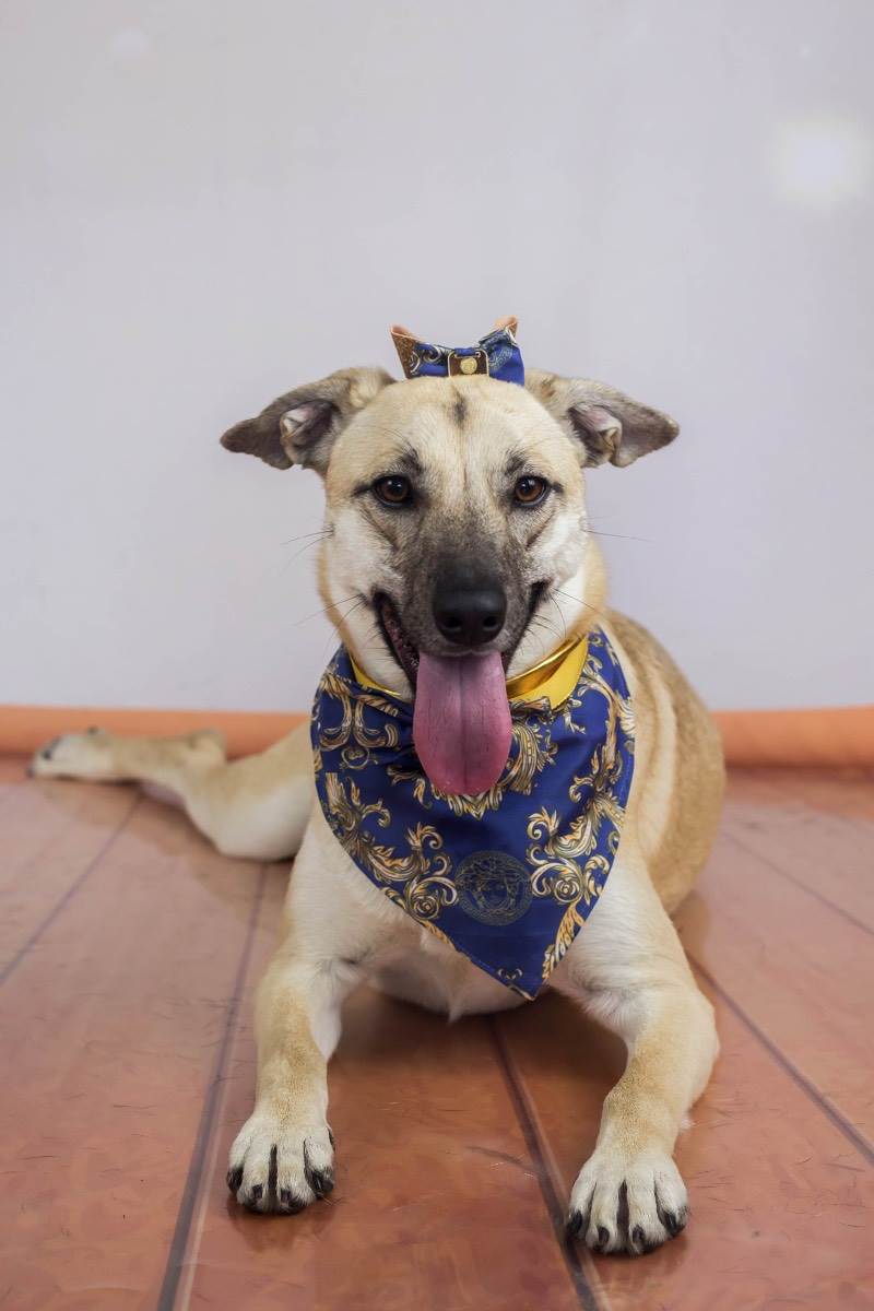 Adoção de Cachorro São Paulo/SP | Lilo | 1 ano | Raça SRD | tamanho Médio | foto 6
