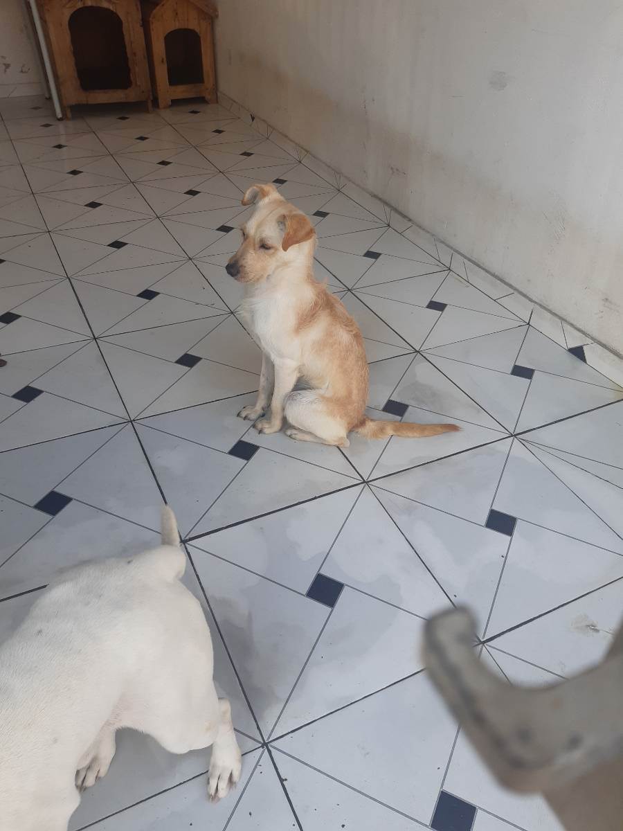 Adoção de Cachorro São Paulo/SP | Thor  | 4 anos | Raça Pitbull  | tamanho Médio | foto 3