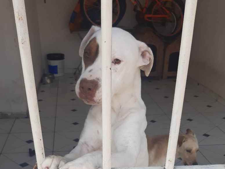Adoção de Cachorro São Paulo/SP | Thor  | 4 anos | Raça Pitbull  | tamanho Médio | foto 4