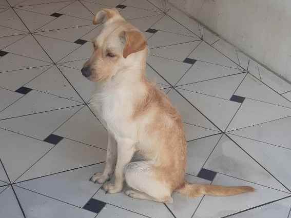 Adoção de Cachorro São Paulo/SP | Thor  | 4 anos | Raça Pitbull  | tamanho Médio | foto 6