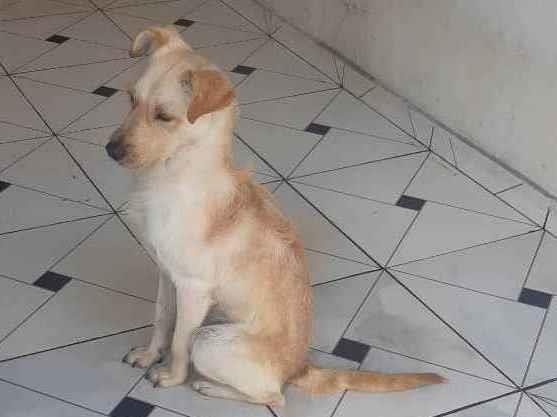 Adoção de Cachorro São Paulo/SP | Mel | 4 anos | Raça Vira lata | tamanho Médio