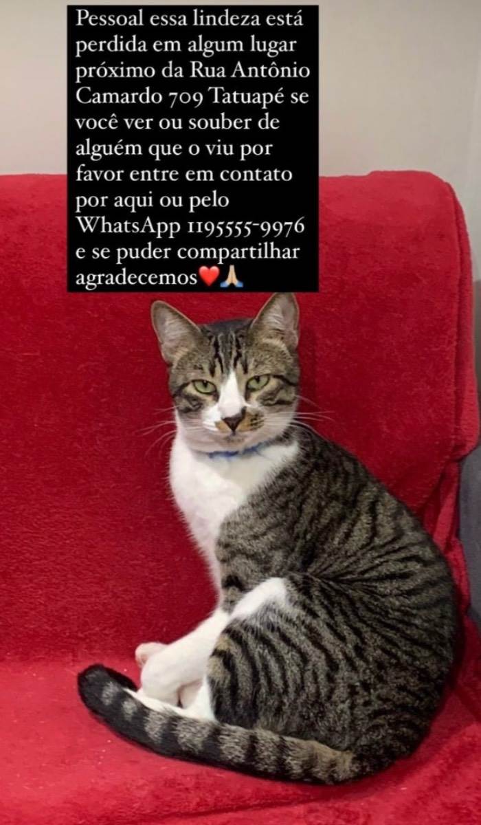 Procura-se esse Gato São Paulo/SP | Odd | 1 ano | Raça Sem raça  | tamanho Grande | foto 2
