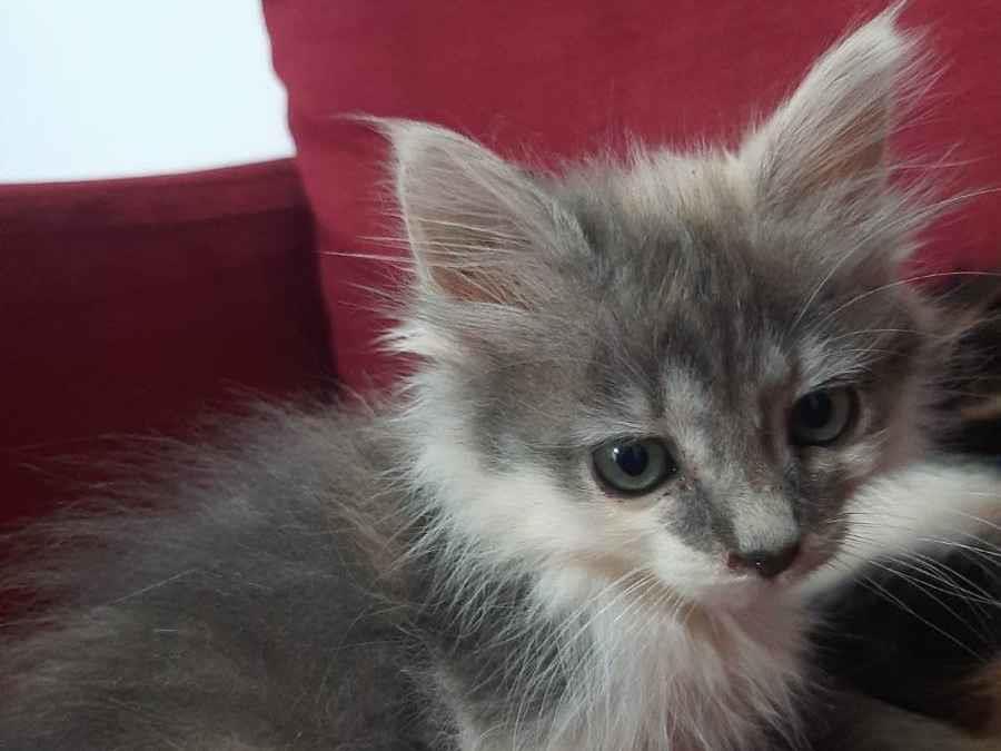 Gato sem raça definida Pequeno Abaixo-de-2-meses