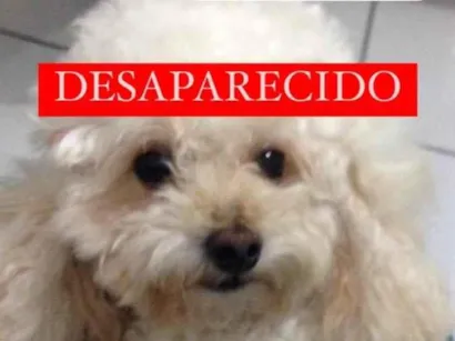 Cao Poodle toy Pequeno 6-anos-Acima