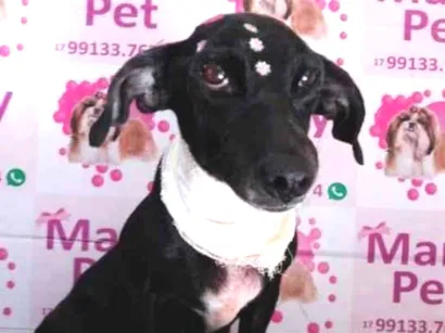 Cao SRD Pequeno 6-anos-Acima