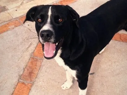 Cao Vira lata  Medio 2-anos