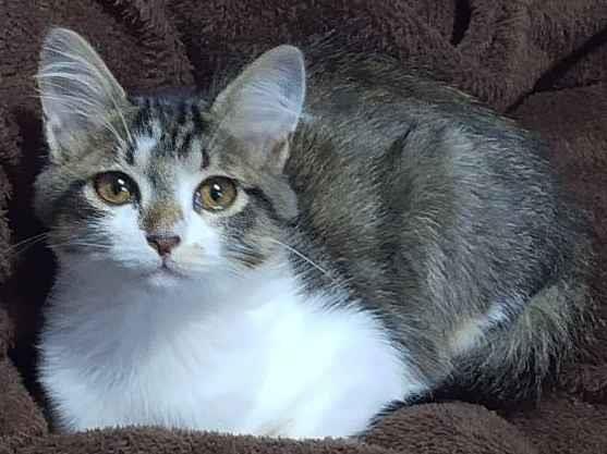 Gato Sem raça  Pequeno 2-a-6-meses